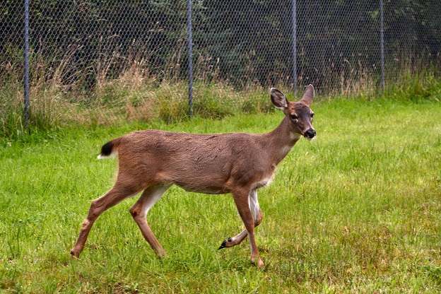 Cute Deer
