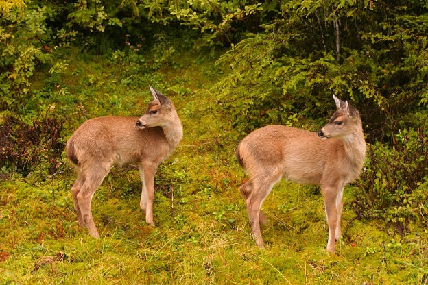 Deers