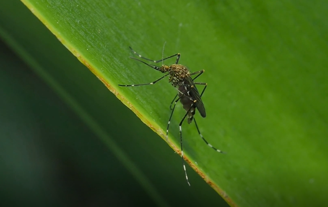 mosquito