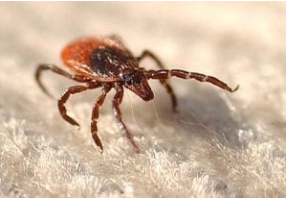 tick