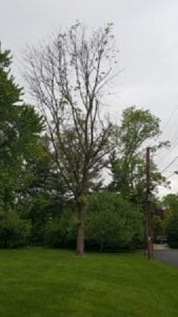 tree