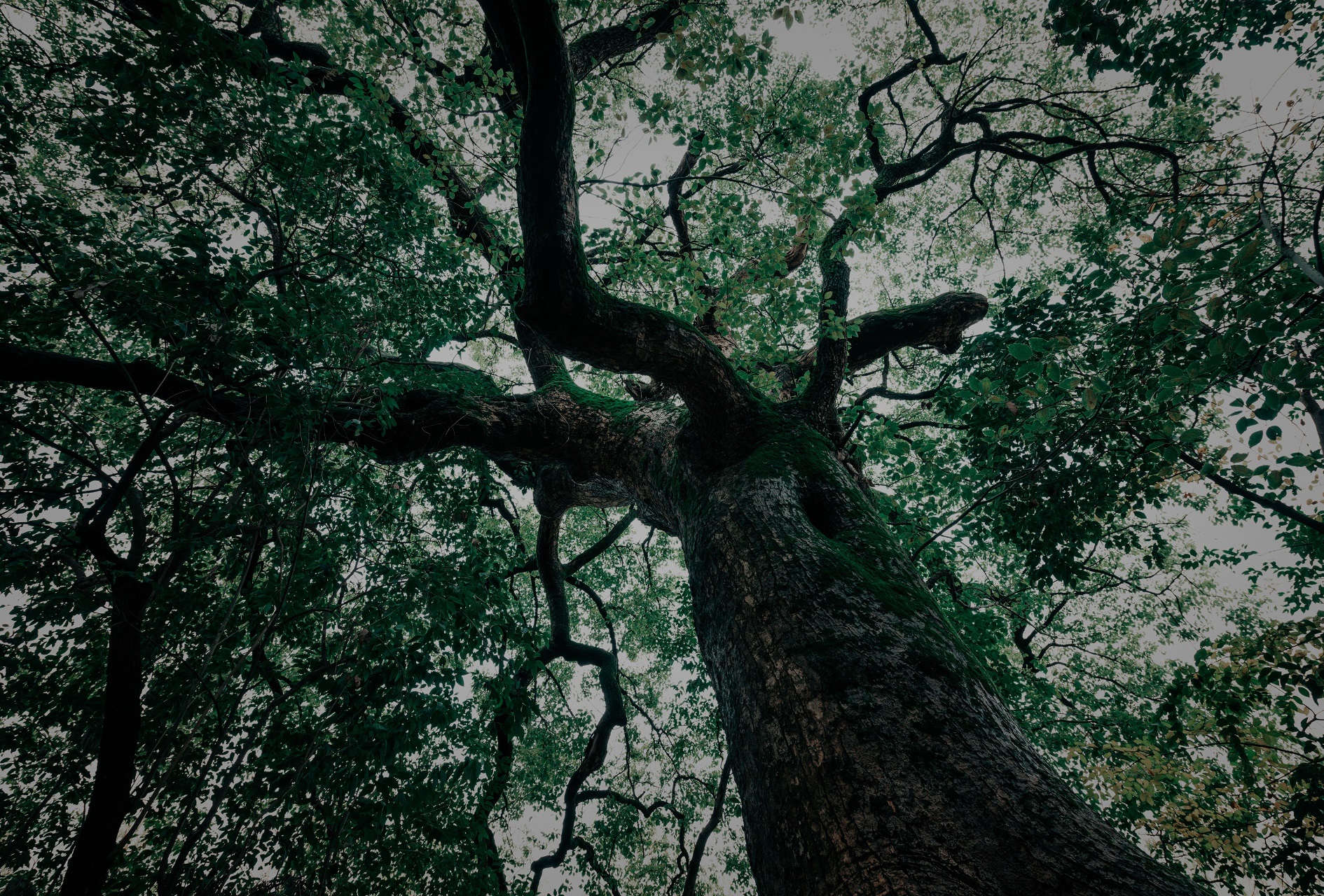 planting trees on your property