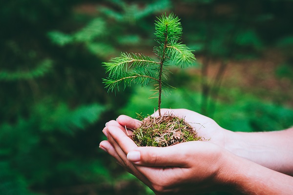 planting trees