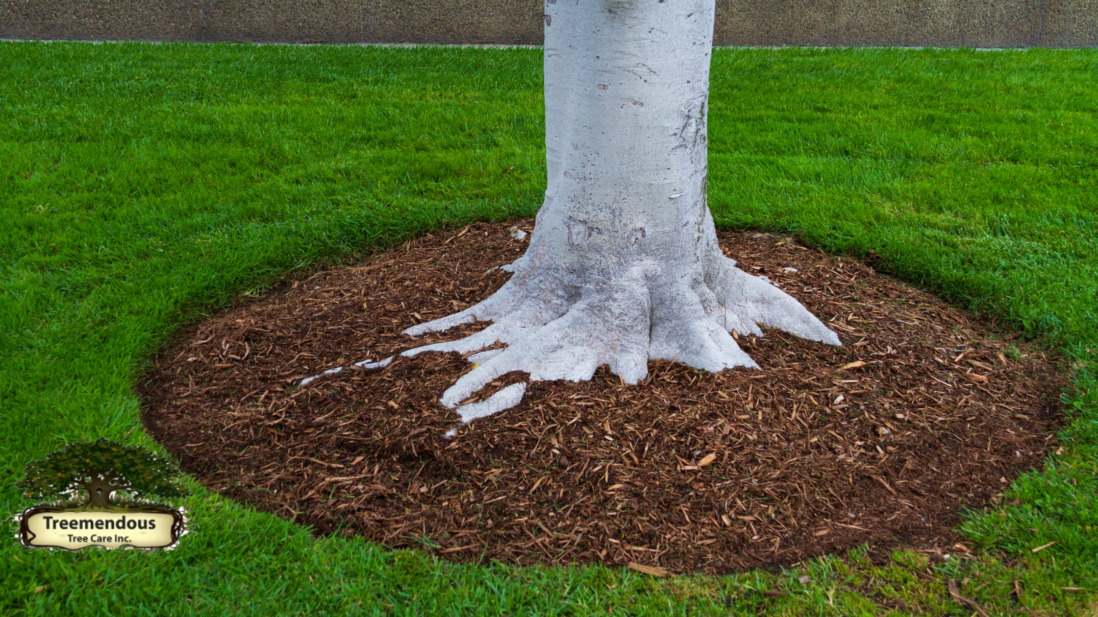 Treemendous Tree Care & Arborist Trimming Service Raise Awareness With New Upcoming Blog Series Focused on Local Tree Threats, Including Infestations to Empower Wilmington Residents in Tree Health Preservation