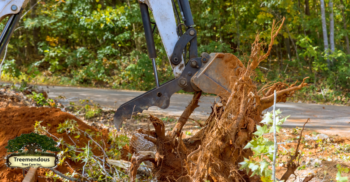 A Tree Removal: Effortlessly Remove Unwanted Trees Today!