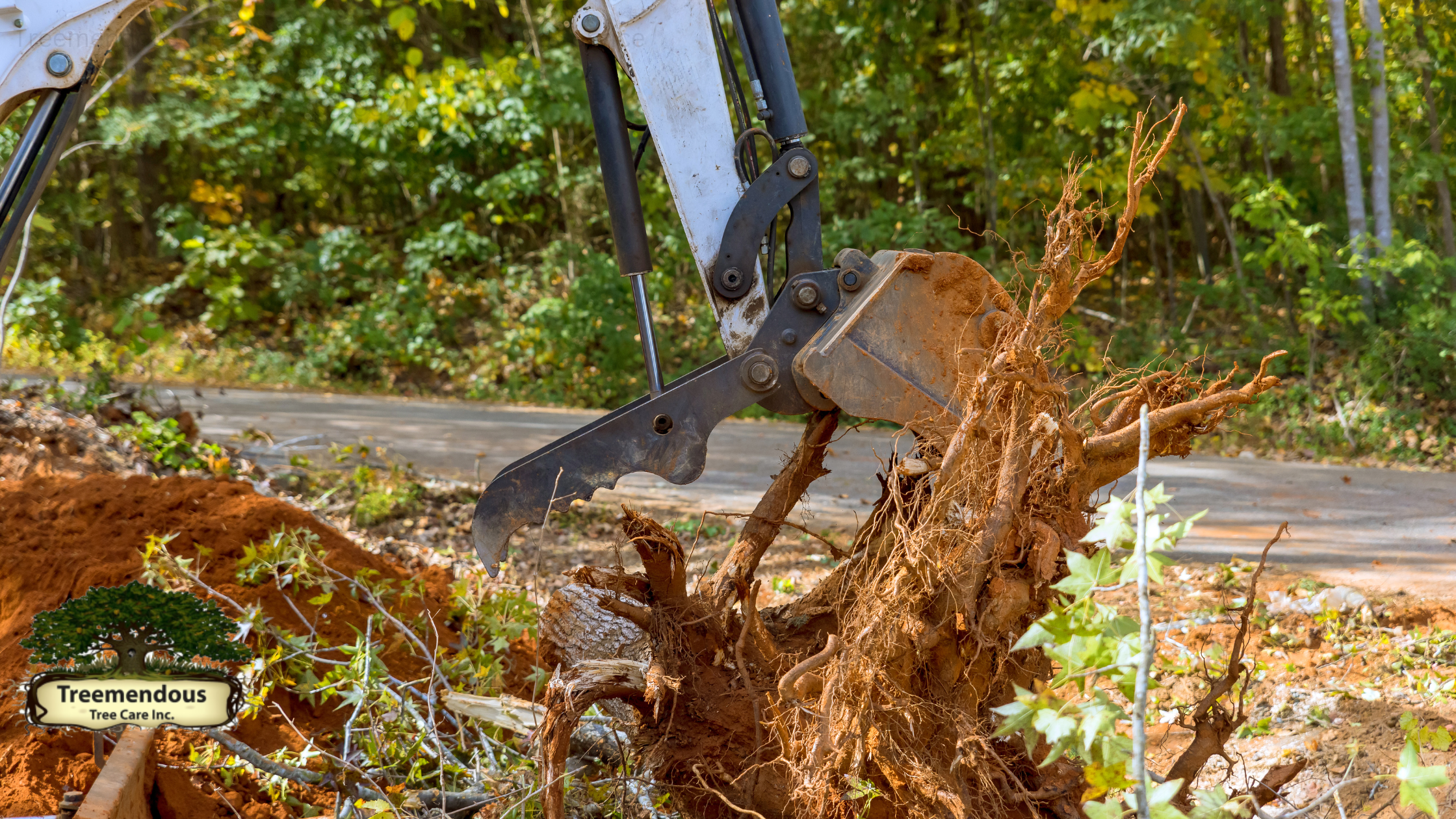 A Tree Removal: Effortlessly Remove Unwanted Trees Today!