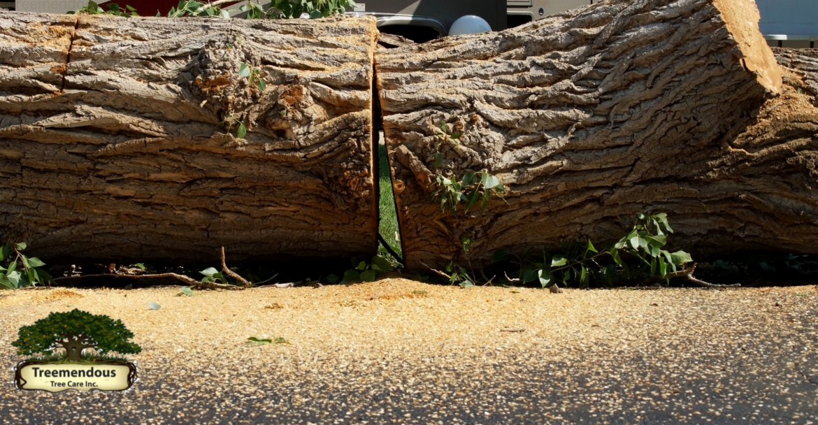 Tree Service Companies in Wilmington: "Transform Your Trees with Expert Trimming Services Across in Wilmington!"