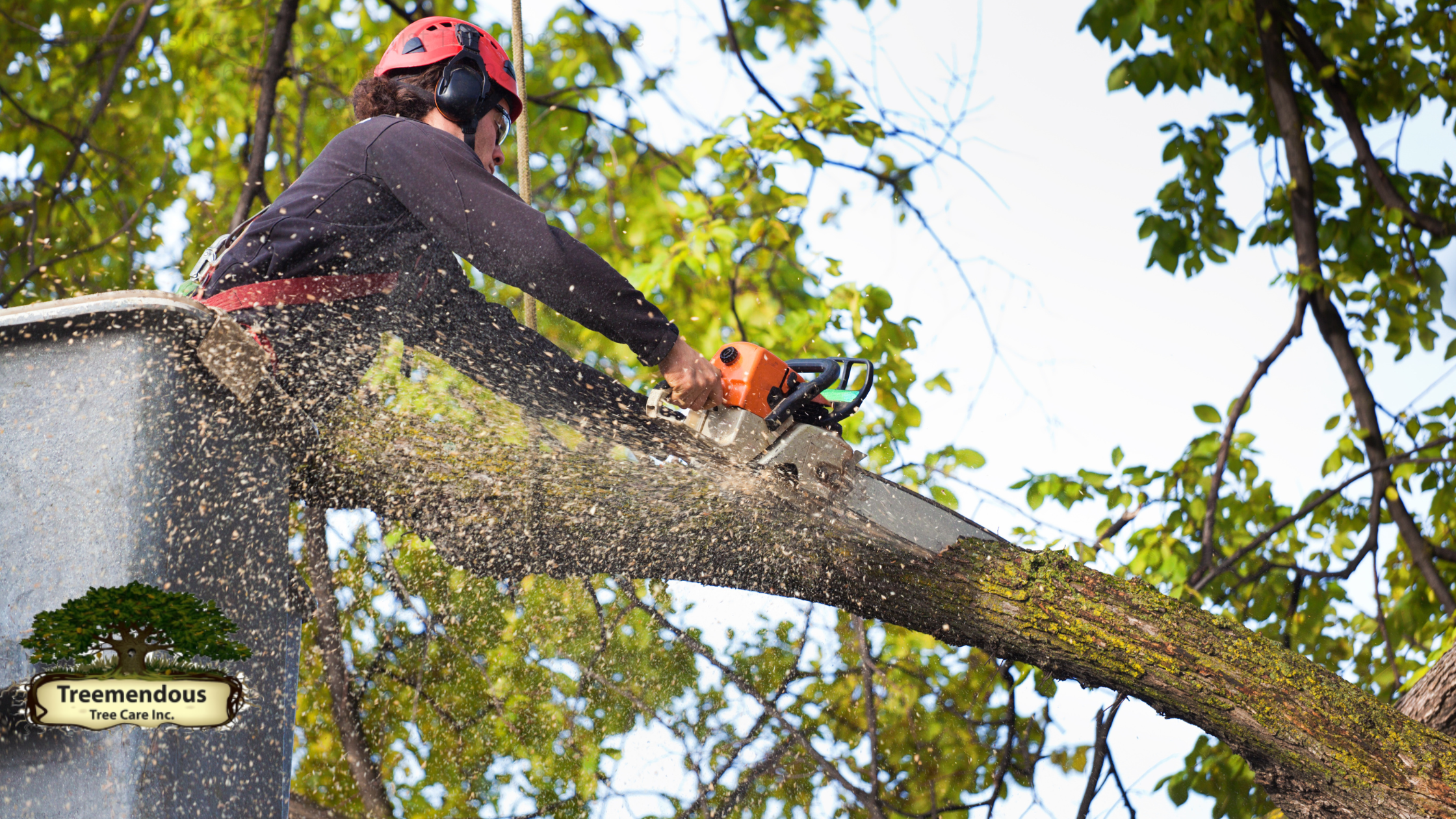 Discover top-rated tree services near you in Wilmington! Enhance your property's beauty and safety with expert tree care solutions. Contact us today at (302) 353-0574 for a free consultation and elevate your landscape effortlessly.