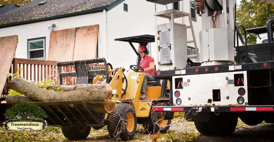 Tree Maintenance Wilmington, DE: Enhance Your Landscape with Expert Tree Care Services in the Wilmington!