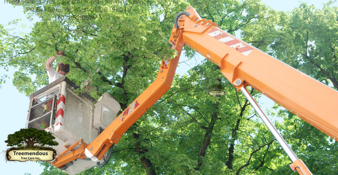 Tree Trimming Wilmington De: Enhance Your Wilmington Landscape with Expert Tree Services!