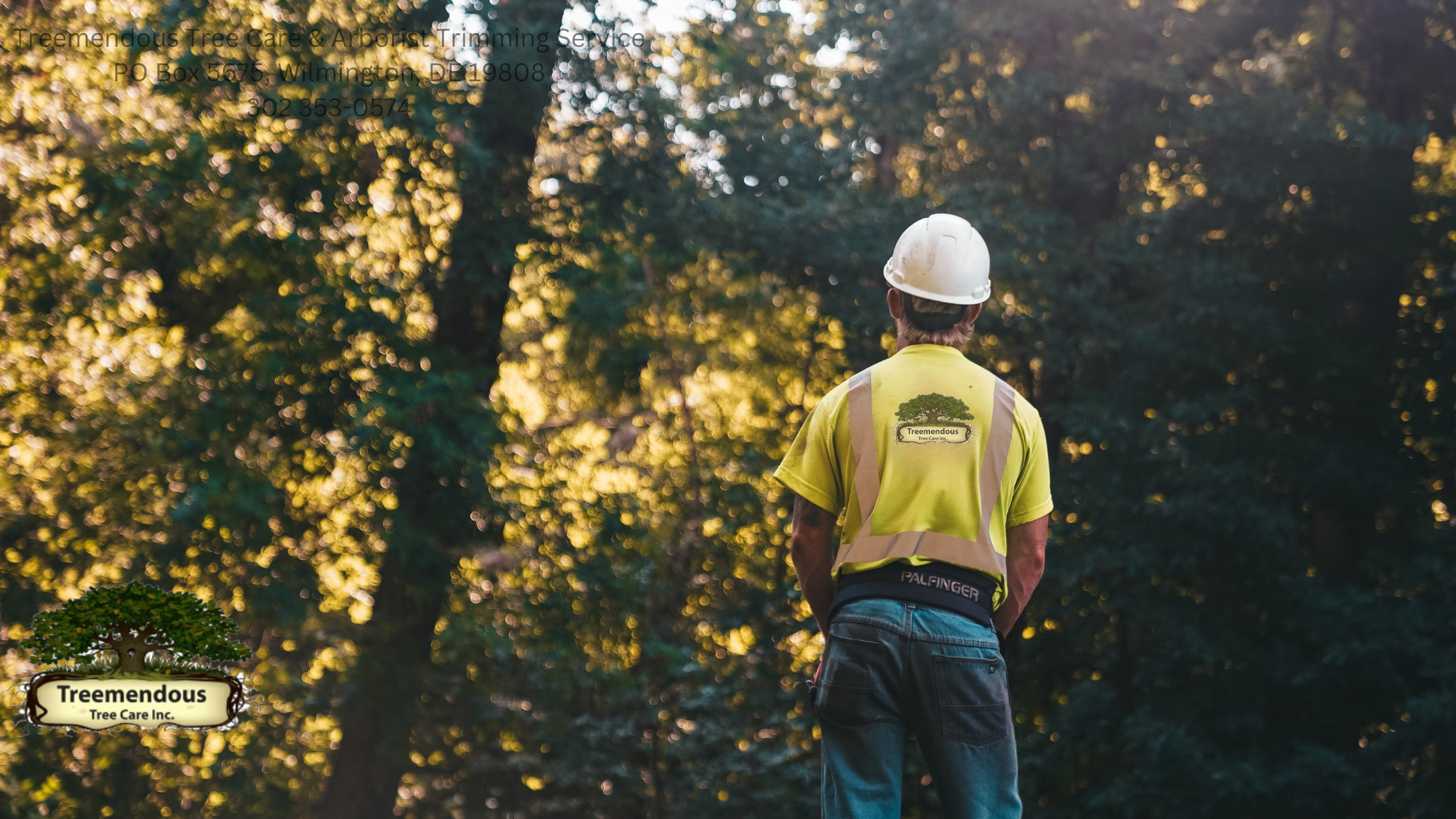 Understanding the Costs of Tree Services