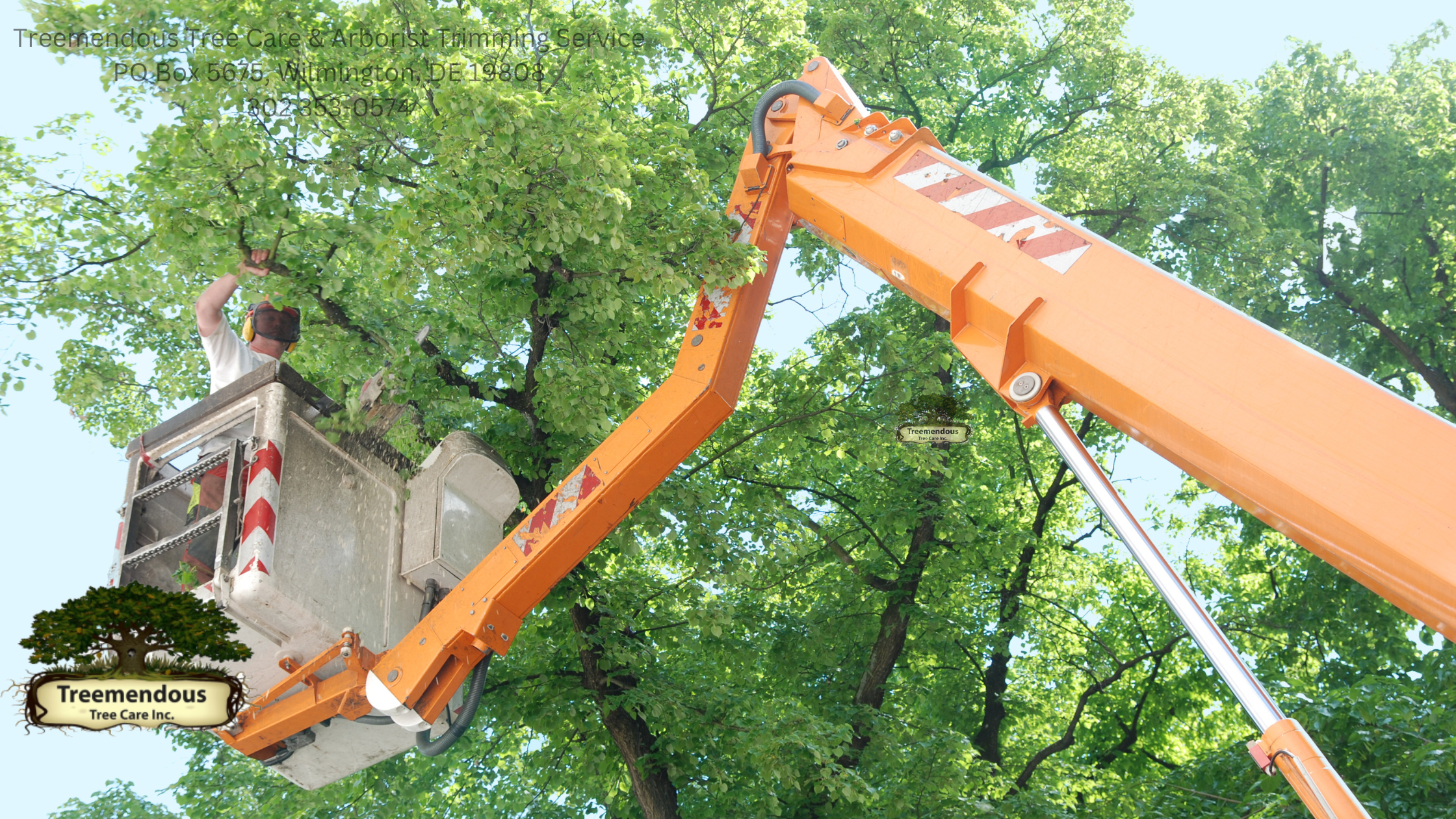 Tree Trimming Wilmington De: Enhance Your Wilmington Landscape with Expert Tree Services!