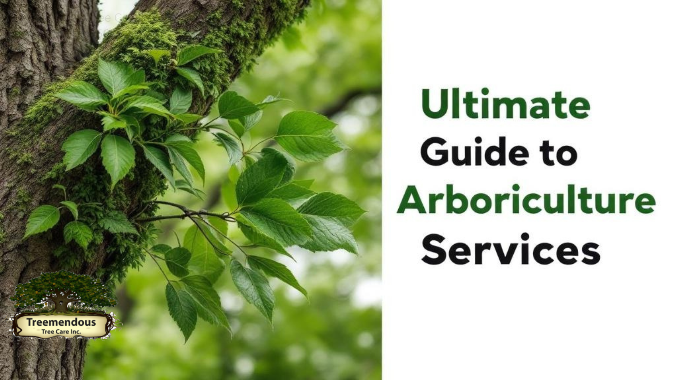 Ultimate Guide to Arboriculture Services