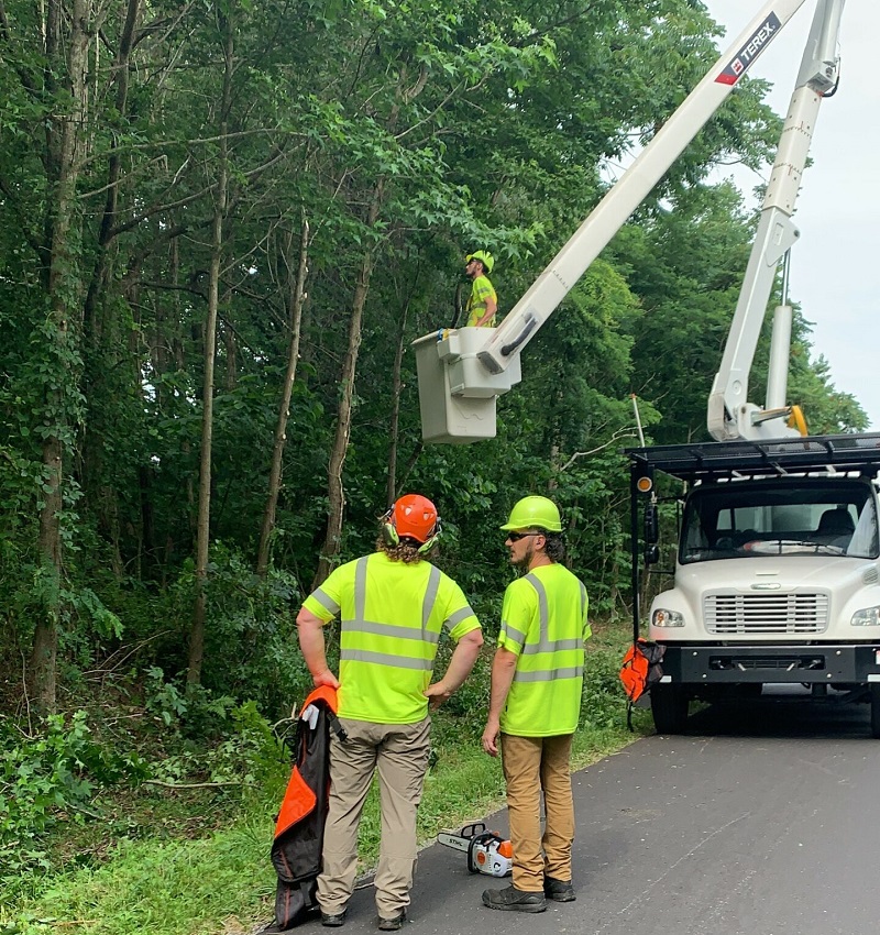 Tree Removal  Higher Place Tree Care