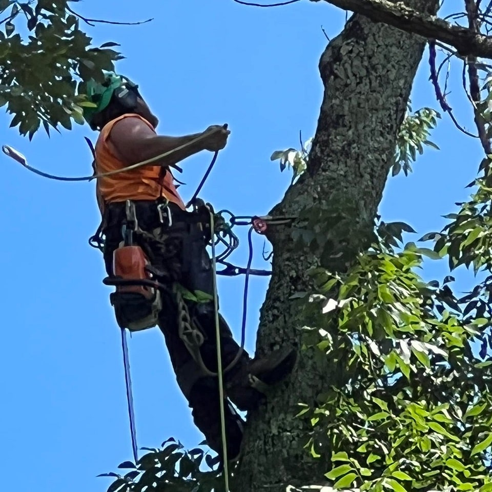 Splicing damaged wires on Trees