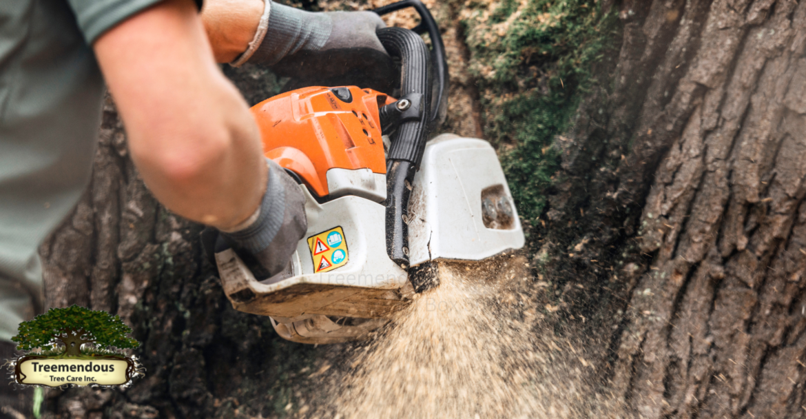 Treemendous Tree Care & Arborist Trimming Service Gains High Praise for Exceptional Tree Services in Wilmington, Delaware