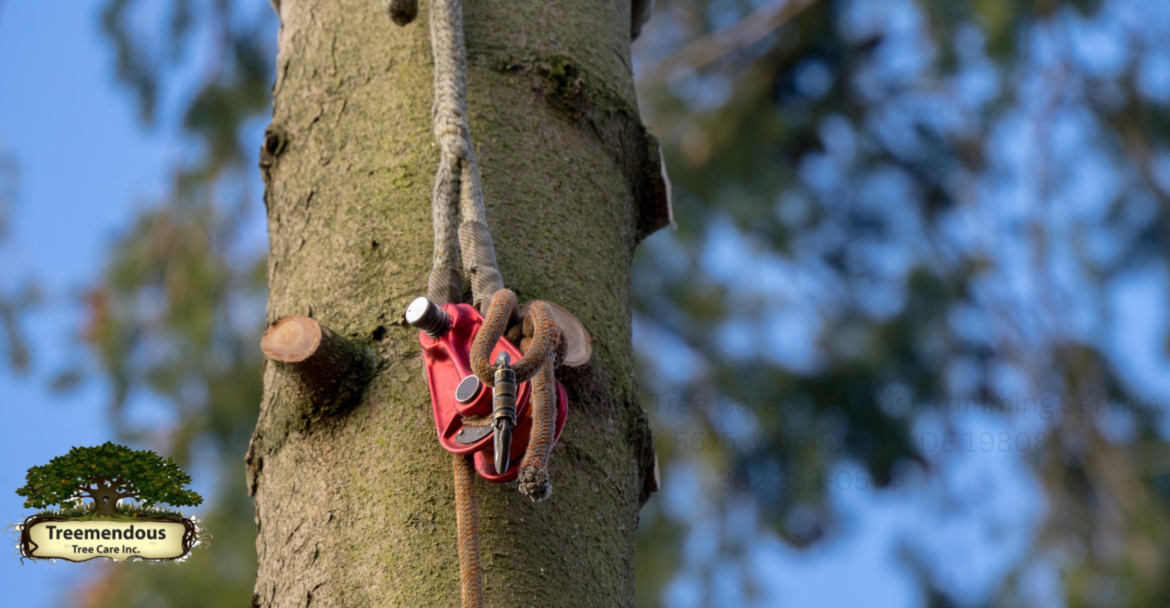 Treemendous Tree Care Continues to Deliver Outstanding Tree Service in Wilmington, DE