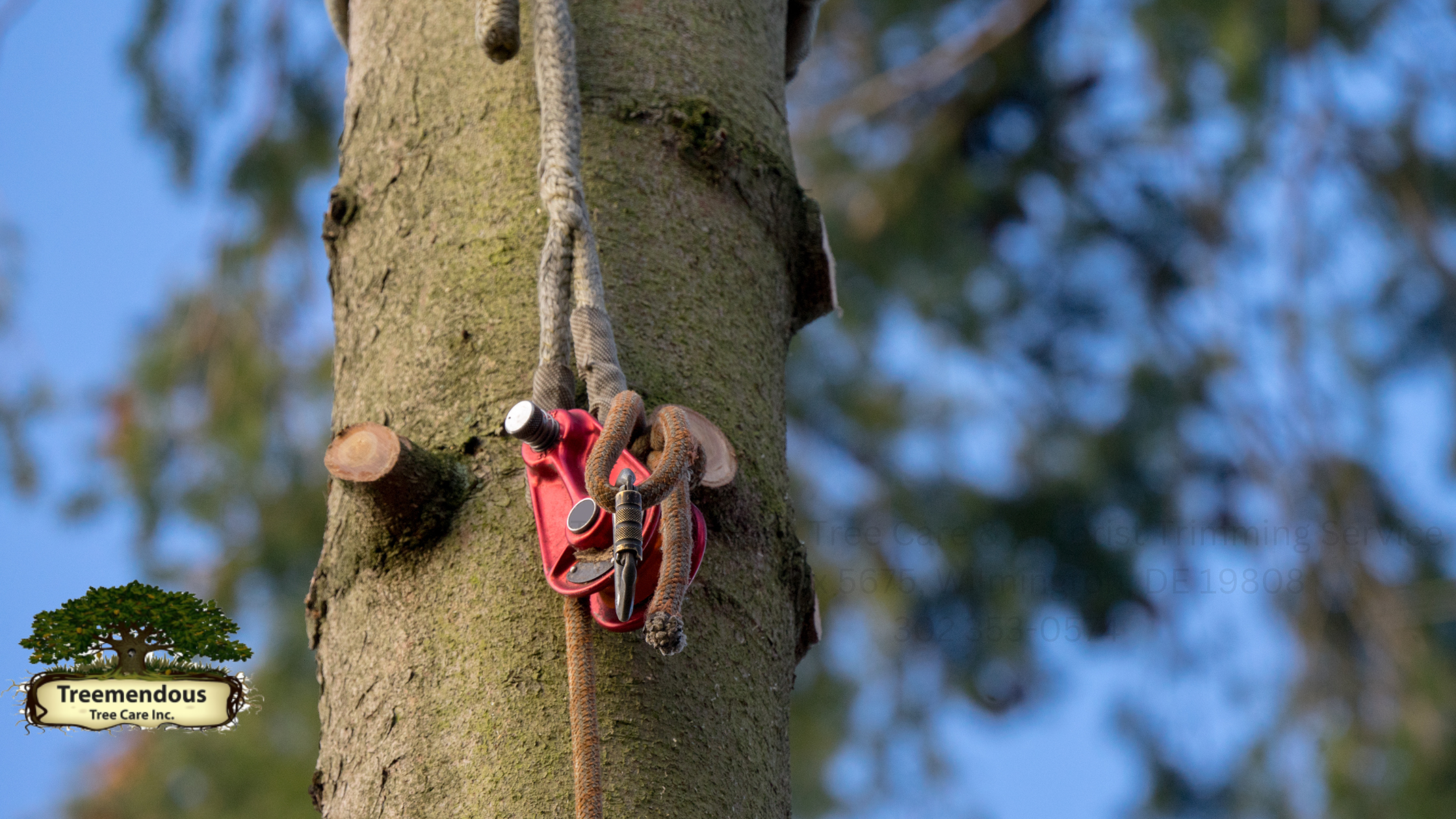 Treemendous Tree Care Continues to Deliver Outstanding Tree Service in Wilmington, DE