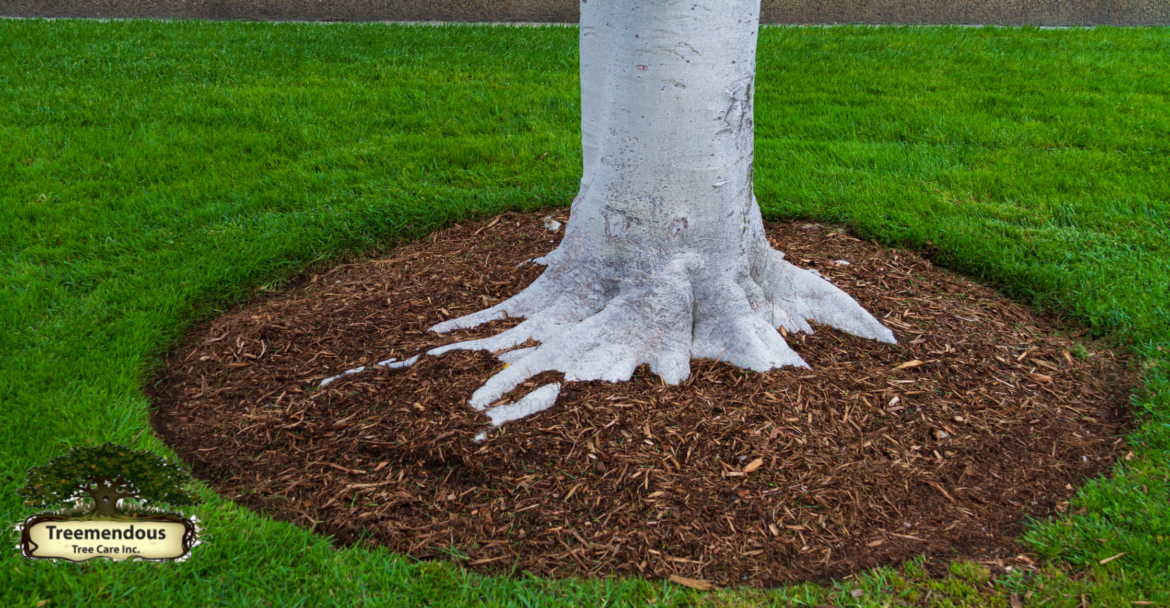 Treemendous Tree Care & Arborist Trimming Service Raise Awareness With New Upcoming Blog Series Focused on Local Tree Threats, Including Infestations to Empower Wilmington Residents in Tree Health Preservation