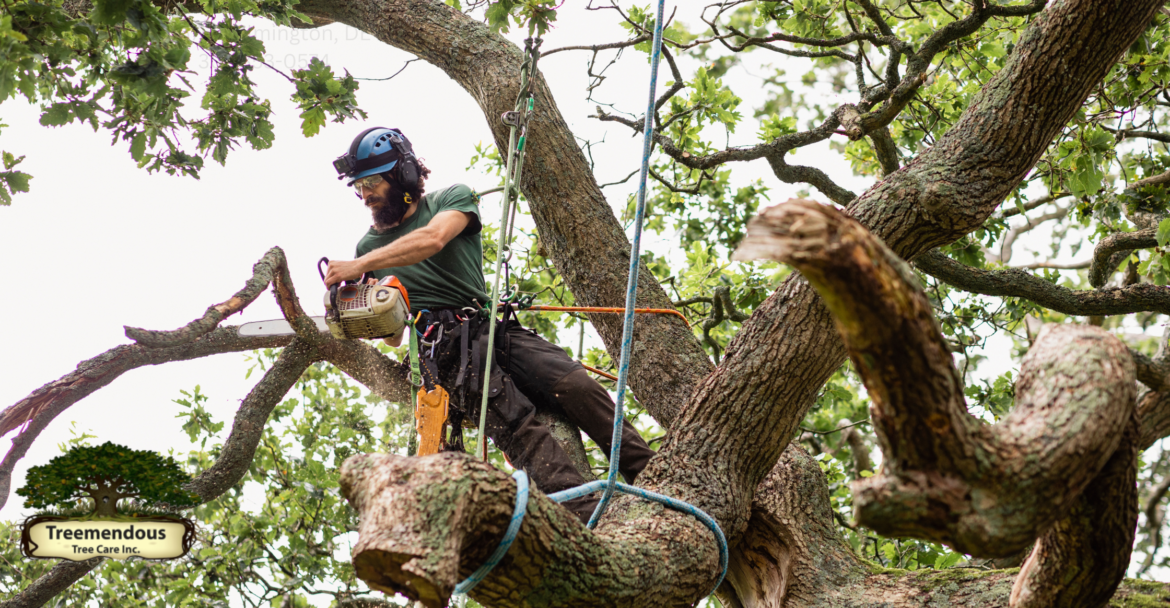 Tree Service Services: Expert Tree Care and Trimming Services Available Now!