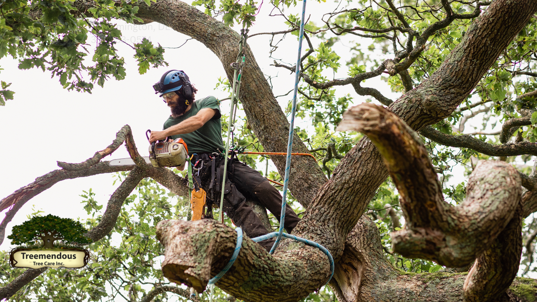 Tree Service Services: Expert Tree Care and Trimming Services Available Now!