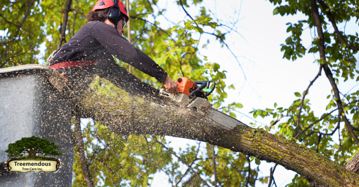 Discover top-rated tree services near you in Wilmington! Enhance your property's beauty and safety with expert tree care solutions. Contact us today at (302) 353-0574 for a free consultation and elevate your landscape effortlessly.