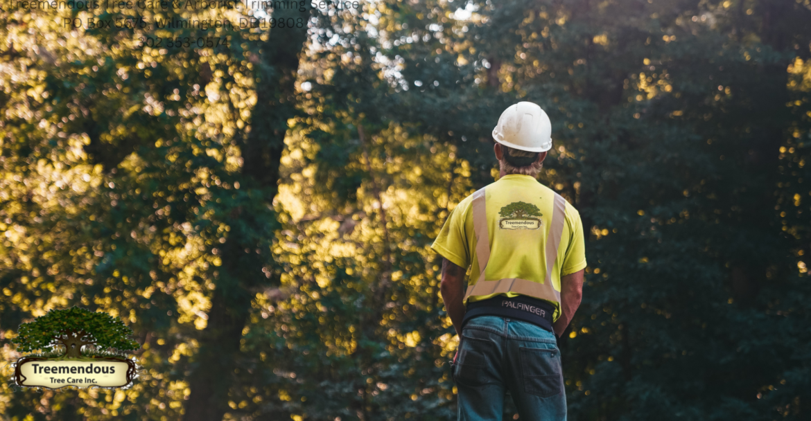 Understanding the Costs of Tree Services